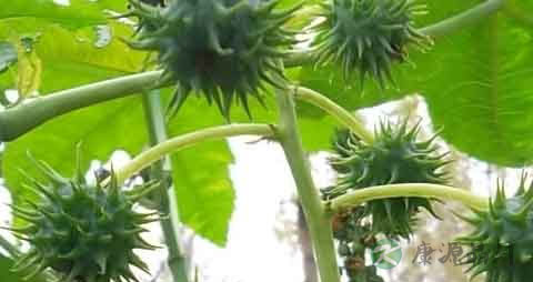 中药蓖芭有毒吗 中药蓖芭有毒吗
