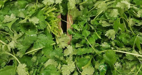 偏方香菜如何治疗皮肤骚养