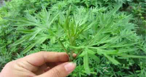 艾草治肩周炎的偏方