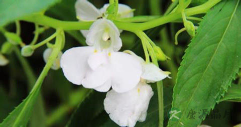 凤仙花如何治灰指甲 凤仙花如何治灰指甲