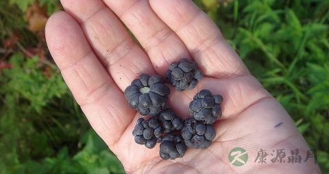 通贯掌的症状 通贯掌的症状