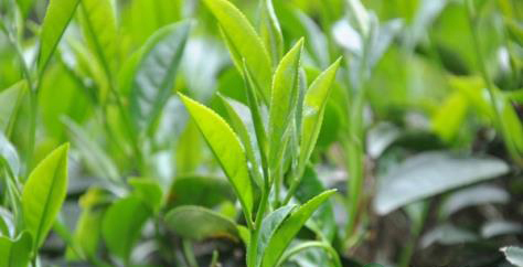 茶叶的功效与作用 茶叶的功效与作用