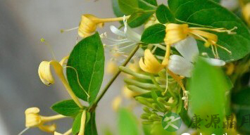 DIY花茶消除"十一"节后疲劳 DIY花茶消除"十一"节后疲劳