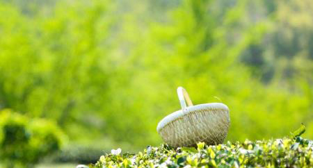 老人喝茶一定要注意了 老人喝茶一定要注意了