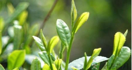 茶叶可以当面膜使你知道吗? 茶叶可以当面膜使你知道吗?