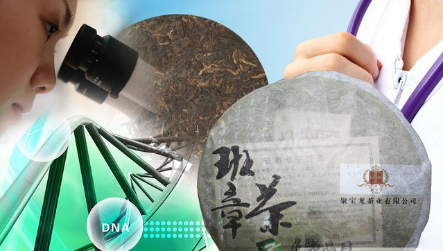 云南省普洱市近日公布的一个消息令世人震惊了 云南省普洱市近日公布的一个消息令世人震惊了