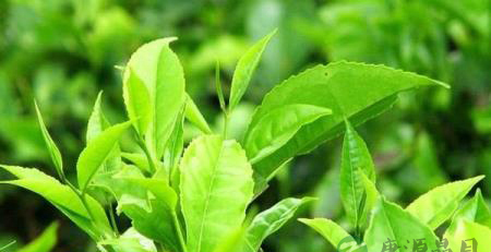 绿茶的八大功效 绿茶的八大功效