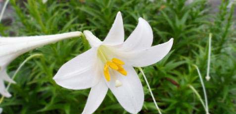 百合花茶的功效与泡法介绍 百合花茶的功效与泡法介绍