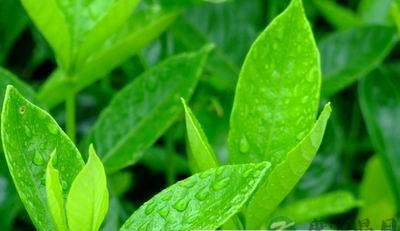 茶叶的健康价值在于茶多酚 茶叶的健康价值在于茶多酚