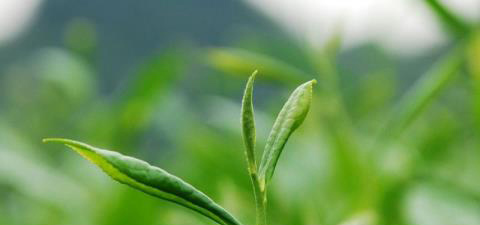全面介绍茶叶的健康功效 全面介绍茶叶的健康功效