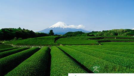 你想知道茶叶为什么是苦涩的么? 你想知道茶叶为什么是苦涩的么?