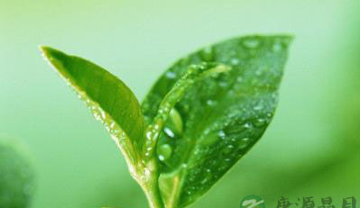 绿茶的茶药与茶疗 绿茶的茶药与茶疗