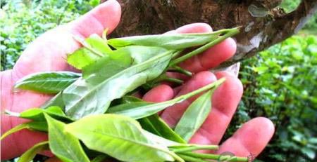 癌症和茶叶有关系吗?喝茶能防癌我们该信吗?? 癌症和茶叶有关系吗?喝茶能防癌我们该信吗??