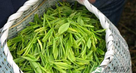 喝对的茶,养好身体 喝对的茶,养好身体