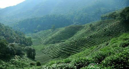 八大茶旅胜地,值得你去看看 八大茶旅胜地,值得你去看看