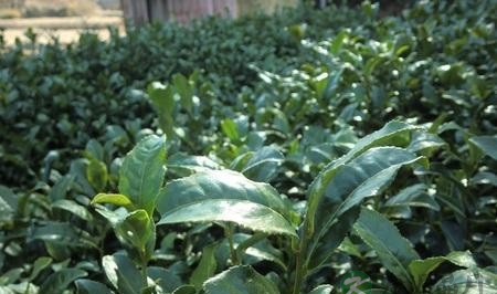 茶能预防或辅助治疗心血管类疾病 茶能预防或辅助治疗心血管类疾病