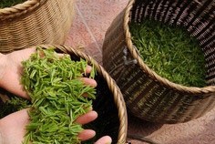 人参叶茶为凉性 无利于健食 人参叶茶为凉性 无利于健食