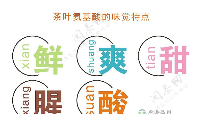 茶学小识:过则为灾的氨基酸 茶学小识:过则为灾的氨基酸