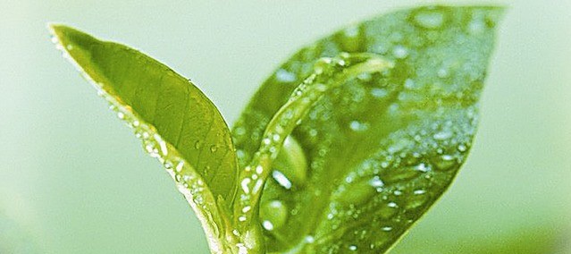 “茶”万病之药,您喝了吗? “茶”万病之药,您喝了吗?
