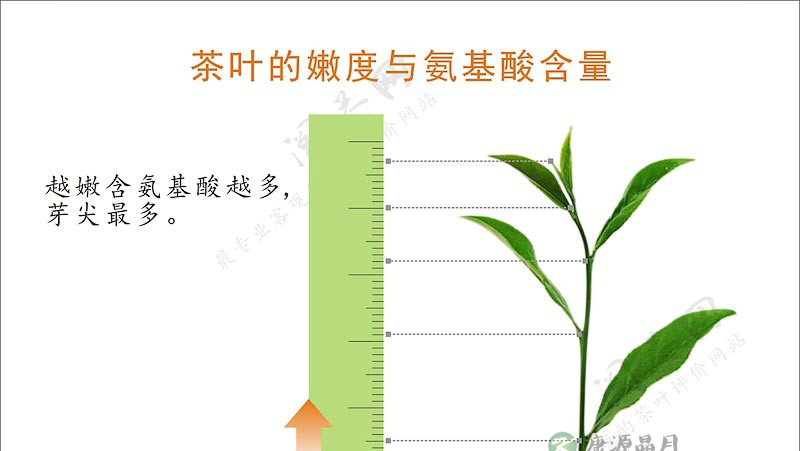 茶学小识:过则为灾的氨基酸 茶学小识:过则为灾的氨基酸