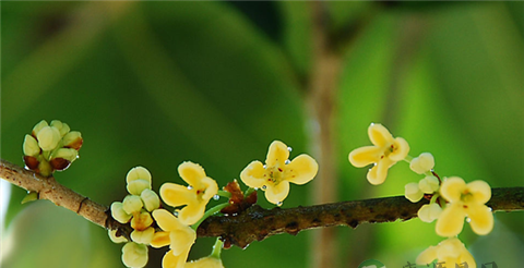 舒肝理气、醒脾开胃 桂花茶的做法 舒肝理气、醒脾开胃 桂花茶的做法