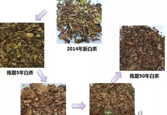 老白茶的功效,是健康的养生秘诀! 老白茶的功效,是健康的养生秘诀!