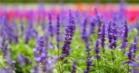 花草茶助你摆脱春困 花草茶助你摆脱春困