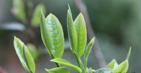 喝绿茶是否可以防老年痴呆症 喝绿茶是否可以防老年痴呆症