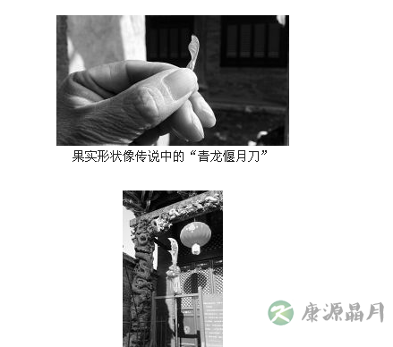 山西一明代关帝庙内树木果实酷似青龙偃月刀 山西一明代关帝庙内树木果实酷似青龙偃月刀