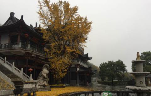 山中的这一树银杏 山中的这一树银杏