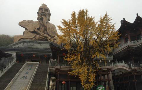 山中的这一树银杏 山中的这一树银杏
