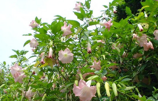 世间真有蒙汗药吗