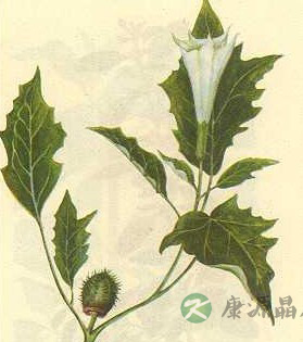 世间真有蒙汗药吗