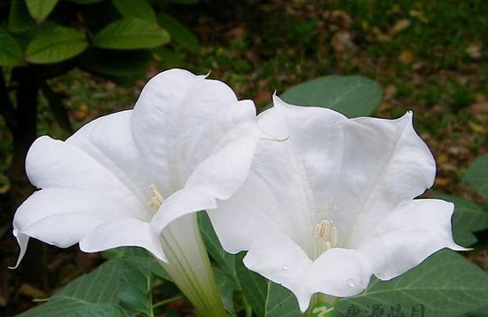 世间真有蒙汗药吗