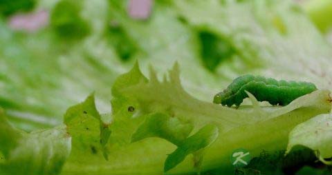 怀孕的时候不能吃什么肉 怀孕的时候不能吃什么肉