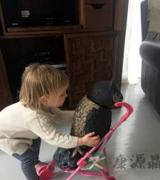 美国1岁半小女孩迷恋猫头鹰 同吃同睡 美国1岁半小女孩迷恋猫头鹰 同吃同睡