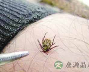 踏青注意蜱虫!携带病毒的“吸血虫”会致人死亡 踏青注意蜱虫!携带病毒的“吸血虫”会致人死亡