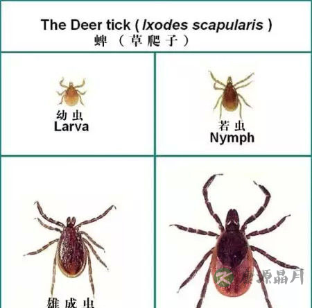 踏青注意蜱虫!携带病毒的“吸血虫”会致人死亡 踏青注意蜱虫!携带病毒的“吸血虫”会致人死亡
