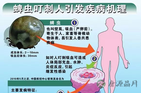 踏青注意蜱虫!携带病毒的“吸血虫”会致人死亡 踏青注意蜱虫!携带病毒的“吸血虫”会致人死亡