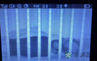 美国1岁半小女孩迷恋猫头鹰 同吃同睡 美国1岁半小女孩迷恋猫头鹰 同吃同睡
