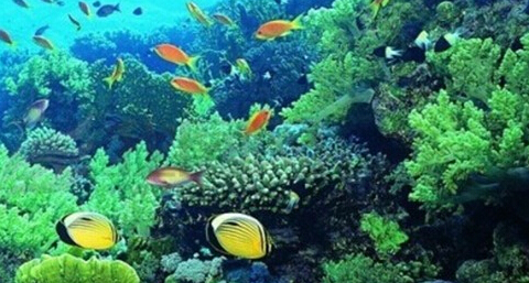 【海洋系护肤食材】海洋系护肤食材有哪些 【海洋系护肤食材】海洋系护肤食材有哪些