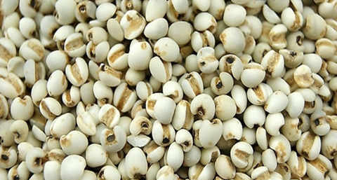 【薏仁美容食谱】薏仁美容的食谱有哪些 【薏仁美容食谱】薏仁美容的食谱有哪些