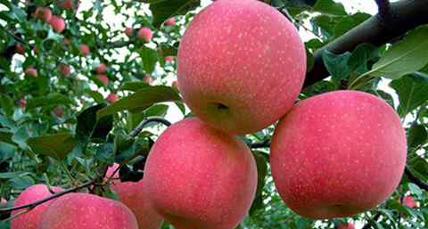 有胃病可以减肥吗 有胃病可以减肥吗