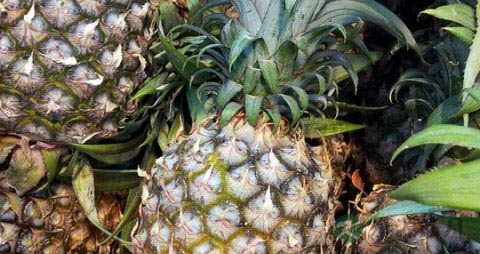 吃菠萝上火吗
