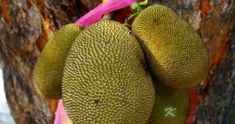 菠萝蜜怎么保存 菠萝蜜怎么保存