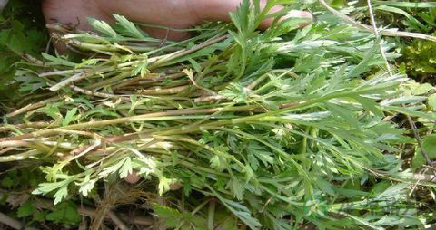 芦蒿的营养价值_吃芦蒿的好处 芦蒿的营养价值_吃芦蒿的好处