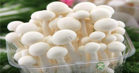 炒白玉菇用焯水吗 炒白玉菇用焯水吗
