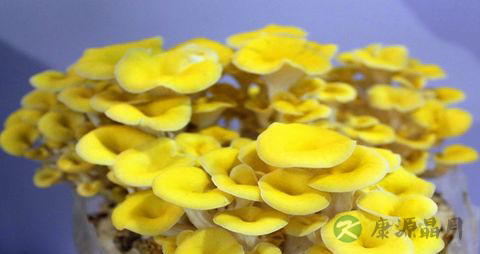 黄金菇的吃法_哪些人不能吃黄金菇 黄金菇的吃法_哪些人不能吃黄金菇