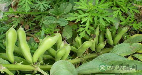 蚕豆的营养价值_吃蚕豆的好处 蚕豆的营养价值_吃蚕豆的好处