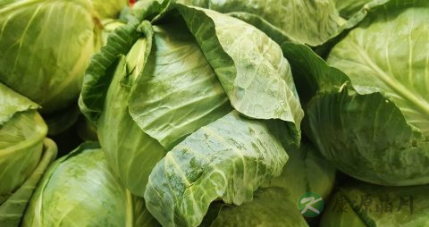 卷心菜做沙拉要焯水吗 卷心菜做沙拉要焯水吗